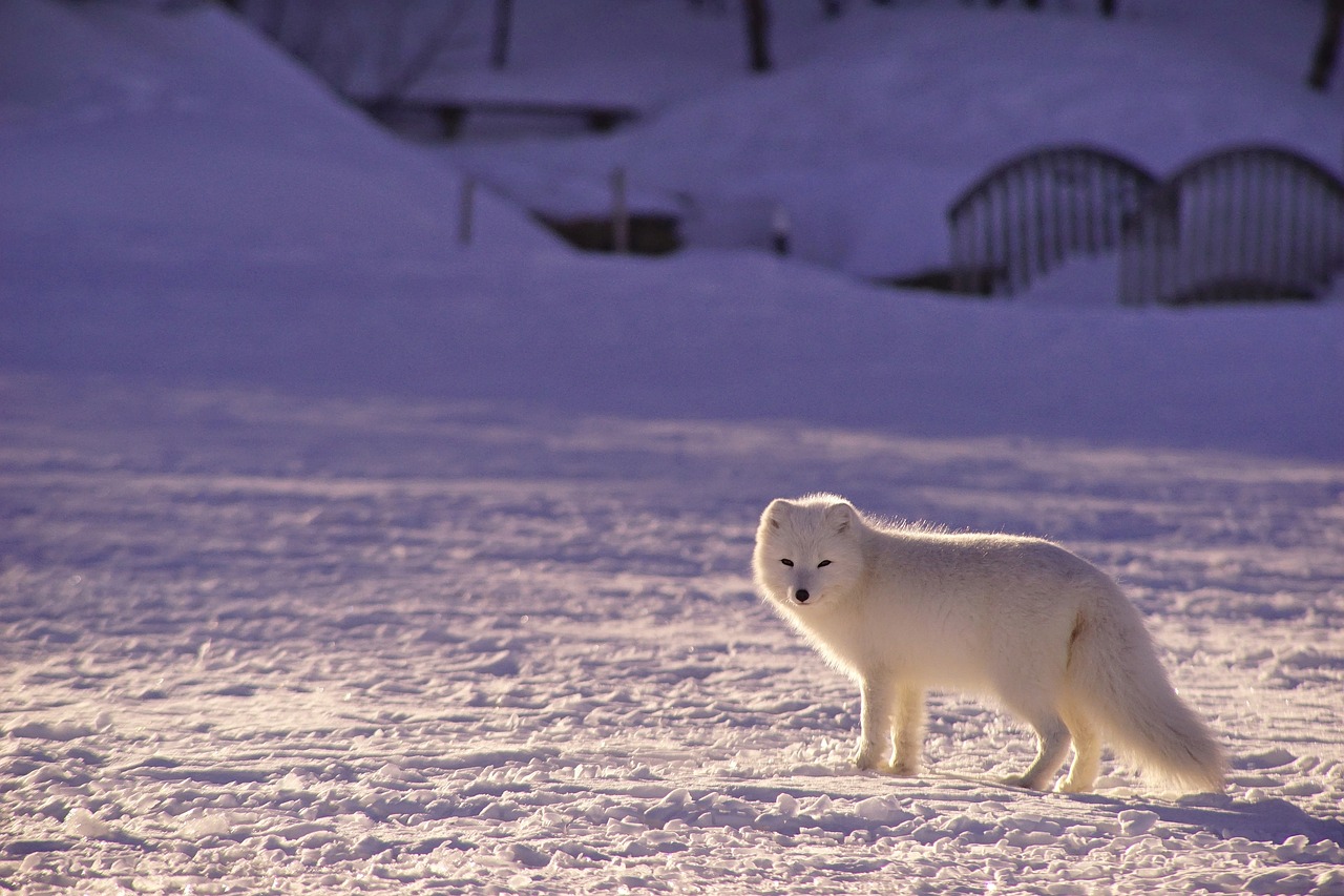 Sustainable Travel Strategies for Exploring the Canadian Arctic